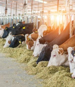 Dairy Discovery
