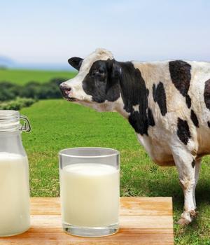 Milking Process